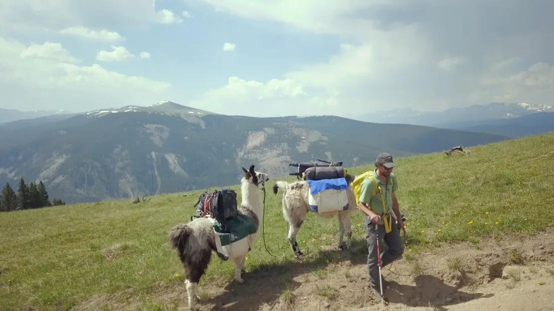 llama-sebagai-teman-perjalanan-di-jalan-setapak-colorado-pengalaman-unik-dan-menyenangkan